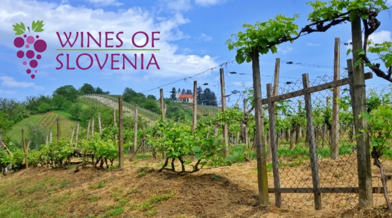 Spletni portal Vina Slovenije (Wines of Slovenia)